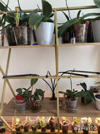 Фитолампа для растений