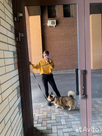 Передержка для собак / зооняня