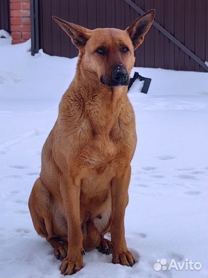 Собака в добрые руки