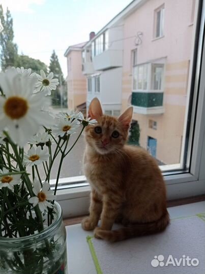 Кошка в дар бесплатно