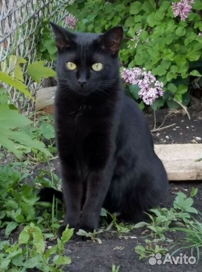 Котик ищет дом
