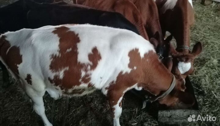 Тёлочки 4месяца(чёрная, рябые) на выбор