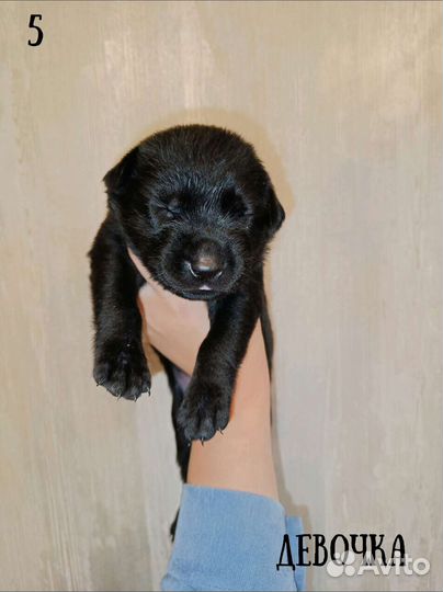 Щенки лабрадора