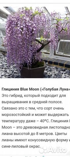 Глициния Блу Мун