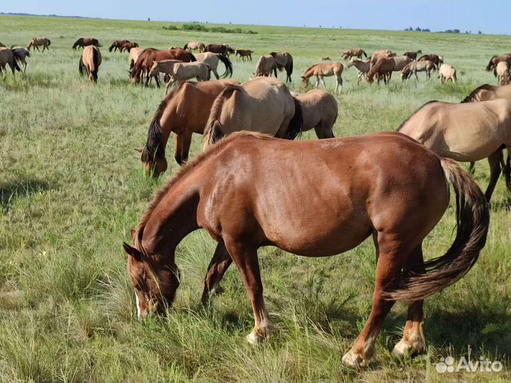 Продажа лошадей