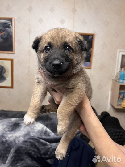 Щенки кобели в дар