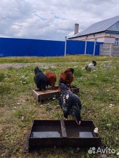 Цыплята петушки