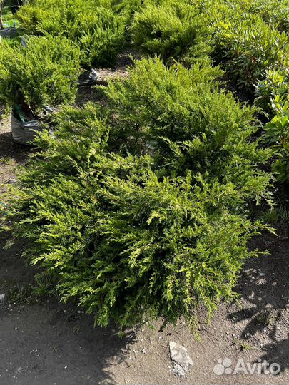 Можжевельник из питомника