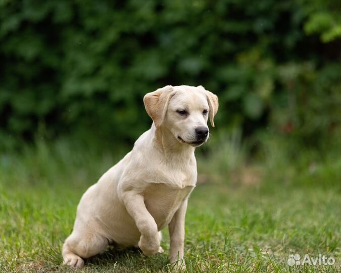 Щенки лабрадора