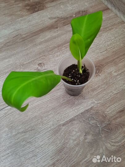 Филодендроны малай голд, Бурле-Маркса,атом