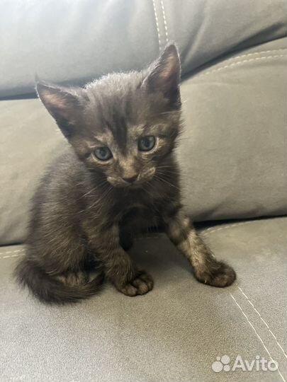 Котенок девочка в добрые руки