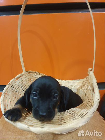 Карликовая такса