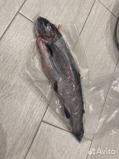 Рыба карп речной