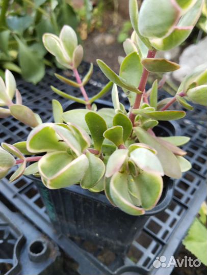 Суккуленты