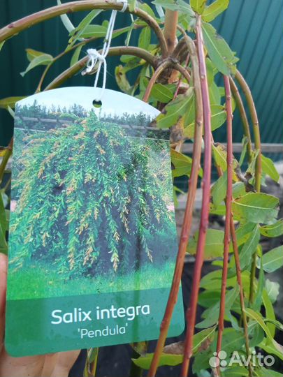 Ива козья Пендула, ива козья килманарок
