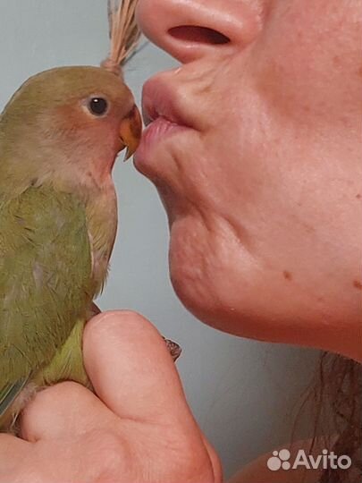 Ручной попугай неразлучник клетка доставка