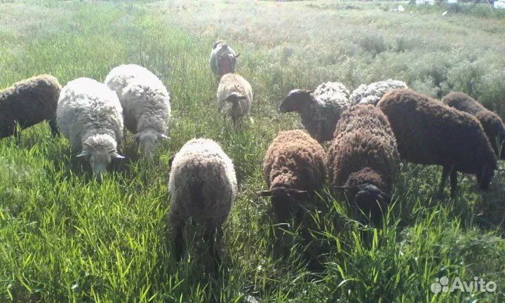 Овцы бараны