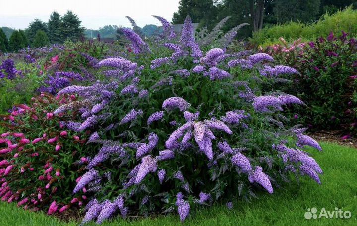 Буддлея давида