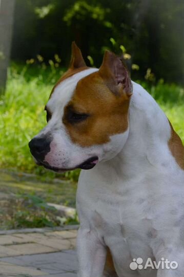 Вязка амстафф