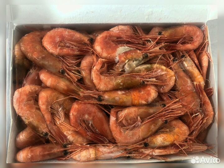 Креветка Северная