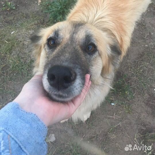 Выгул собак