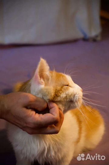 Кошка в дар