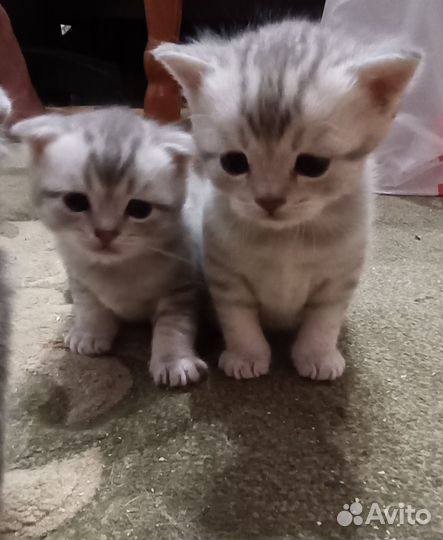 Шотландские вислоухие котята