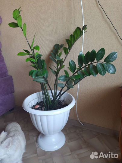 Замиокулькас - долларовое дерево