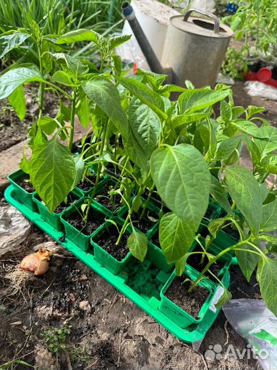 Рассада помидоры баклажаны перец