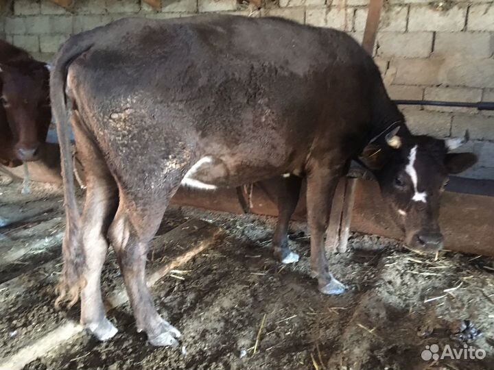 Коровы и бараны