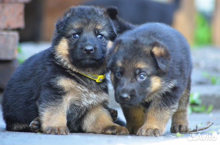 Немецкая овчарка