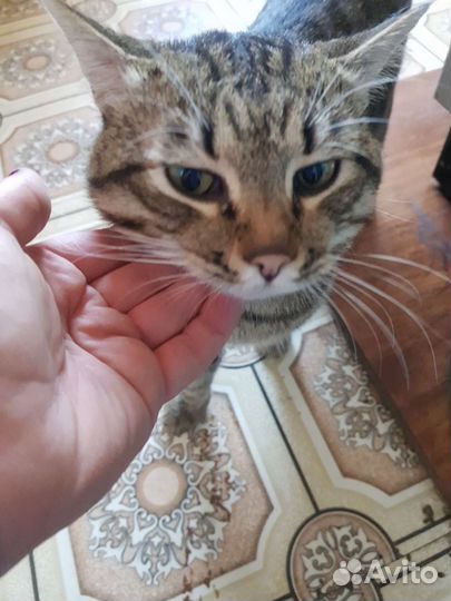 Европейская