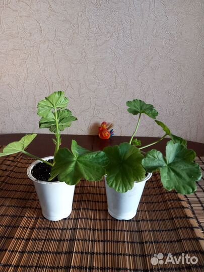 Герань пеларгония