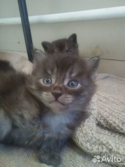 Котята в добрые руки бесплатно