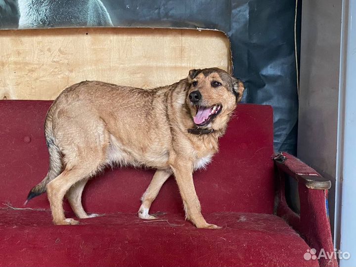 Отдаю пёсика Лаврика в дар