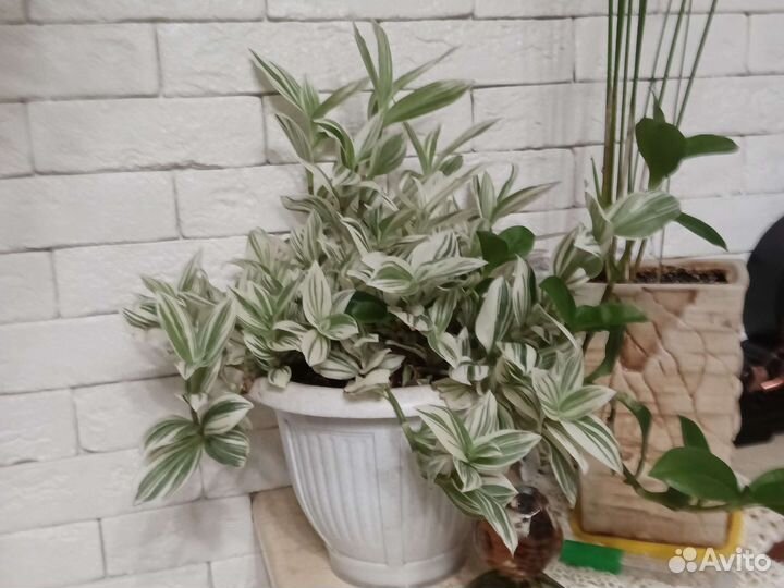 Традесканция Нанук