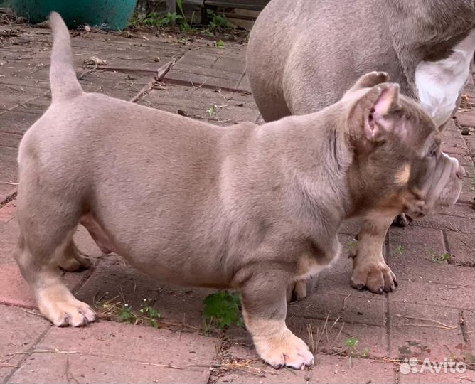 Американский булли микро