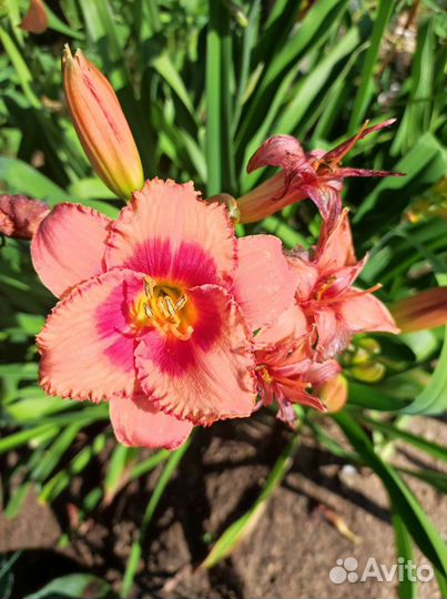 Цветы многолетники