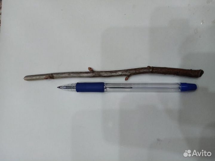 Черенки смородины. облепихи, ежевики, йошты