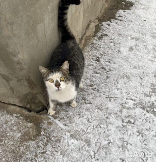 Кастрированный котик в добрые руки