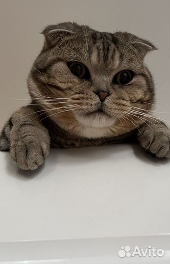 Коты для вязки