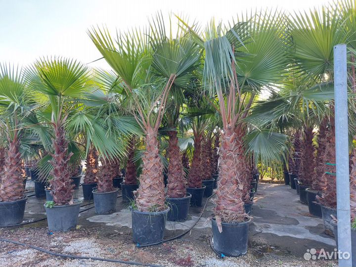 Пальма вашингтония нитиевидная 180-200см