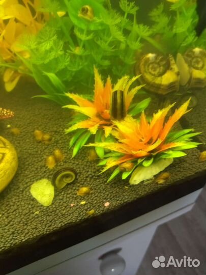 Улитки аквариумные ампулярии и мариза