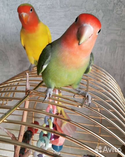 Попугай неразлучники с клеткой