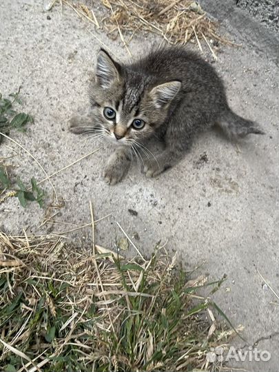 Котята бесплатно