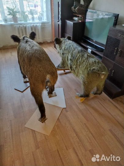 Чучело кобанов