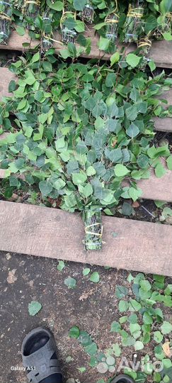 Веник береза