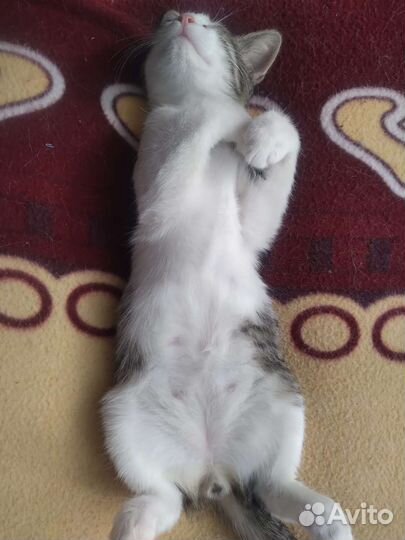 Котенок в добрые руки