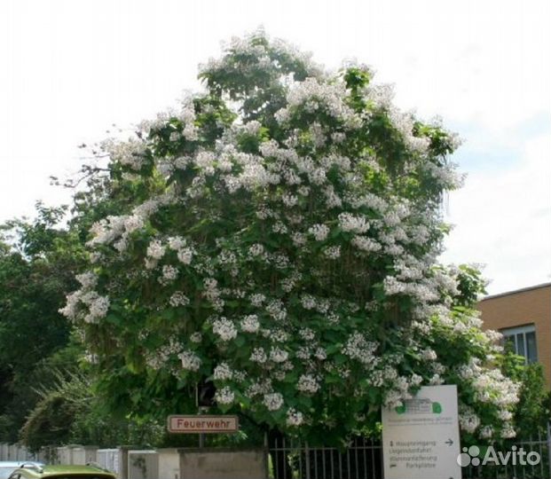 Саженцы катальпы