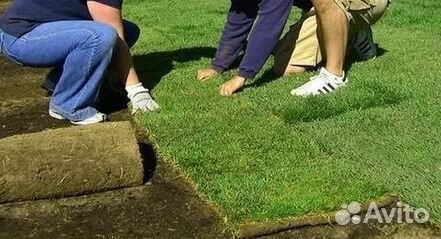 Продажа Рулонного газона